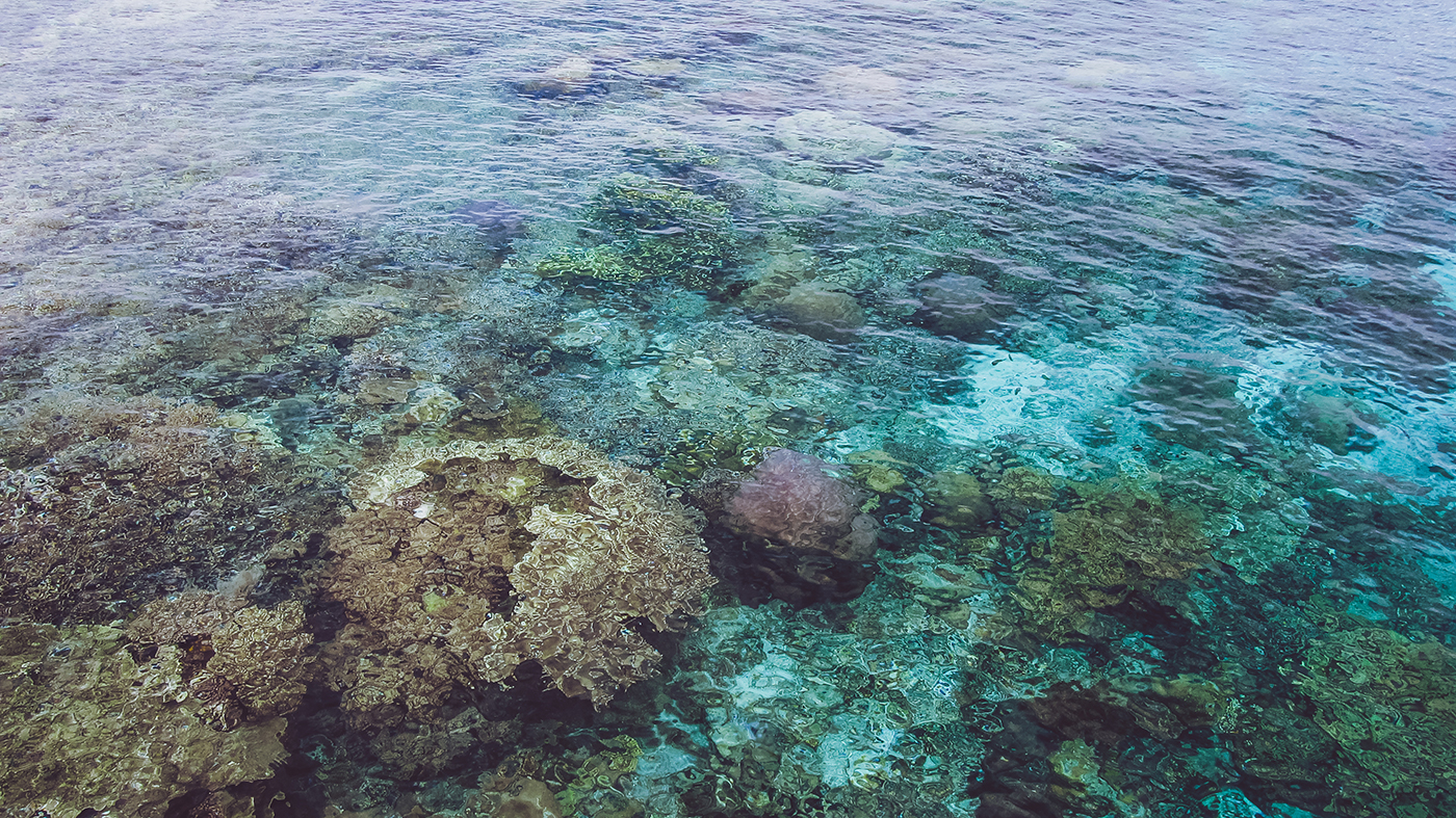 Is Komodo Diving Good for Beginners in 2027? Currents & Skill Levels Explained
