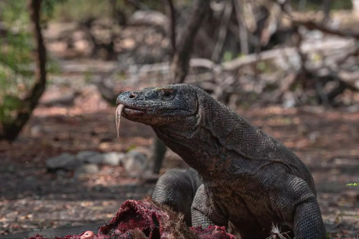 Can You See Komodo Dragons in the Wild Safely?