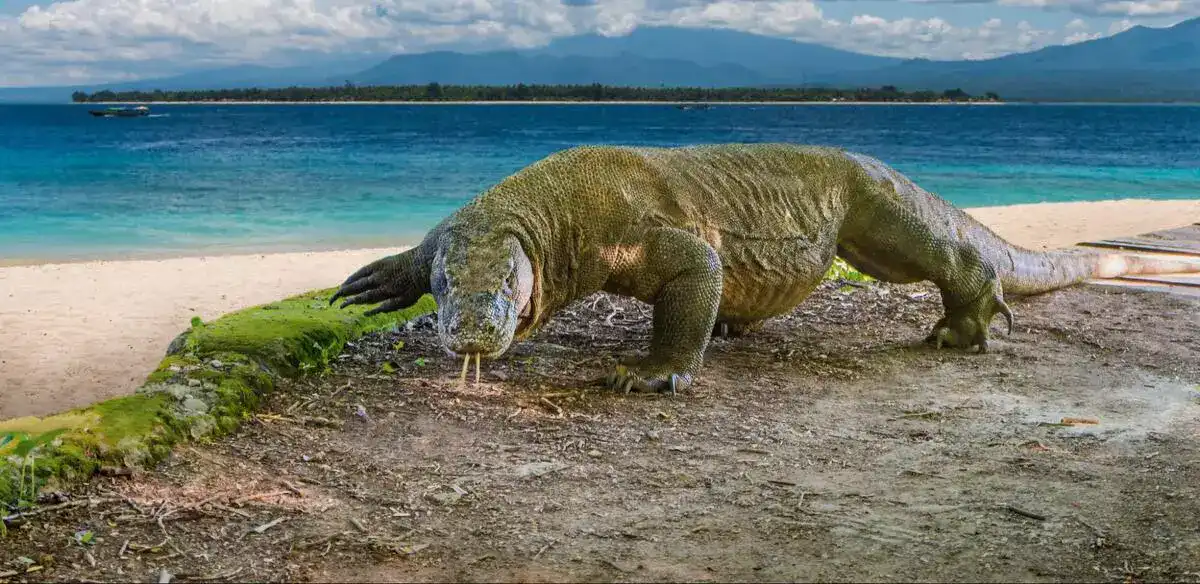 What’s the Cheapest Way to See Komodo Dragons Without Joining a Big Group Tour?